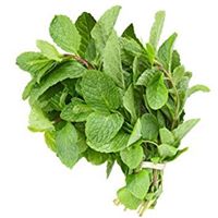 Fresh Mint 25g