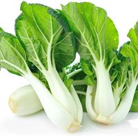 Fresh Pakchoi of Shanghai Pakchoi