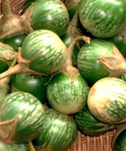 Fresh Green Eggplant 450g - 499g