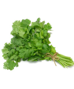 Fresh Coriander